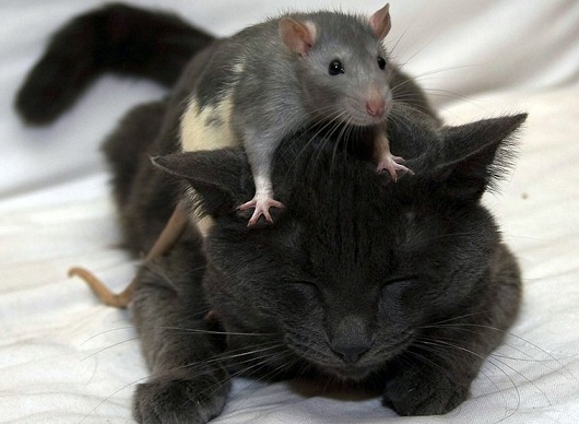 кот против крыс фото