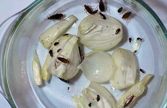 ловушка для тараканов из банки фото