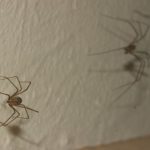 фото пауков в доме
