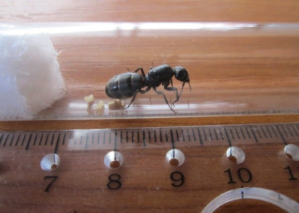 фото матки муравья