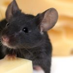 как поймать мышь в квартире