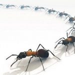 народные способы вывести муравьев из квартиры