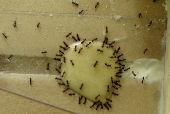 фото уничтожения муравьев в квартире борной кислотой