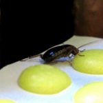 методика уничтожения тараканов борной кислотой