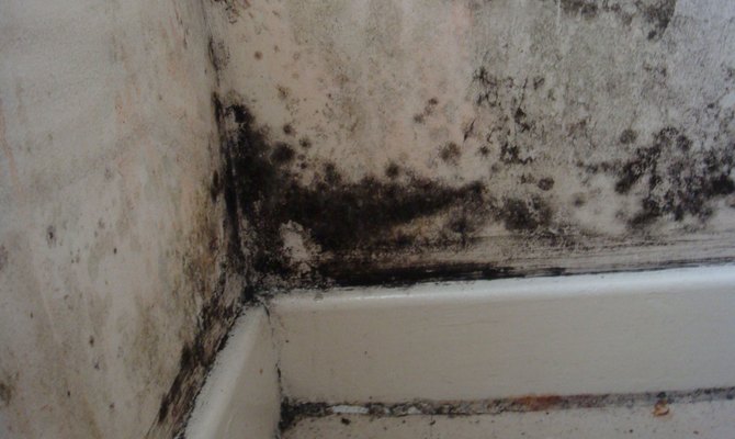 фото черной плесени в ванной комнате