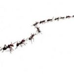 как быстро вывести муравьев из частного дома
