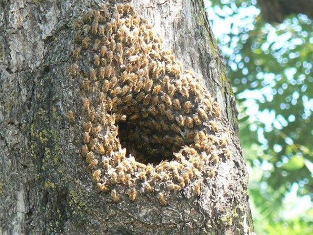 фото пчелиного гнезда в дупле дерева