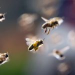 способы уничтожить пчел соседа