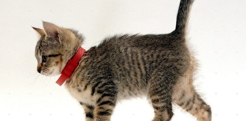 фото котенка с ошейником от блох и клещей